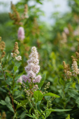 Familienfotografie Brandenburg